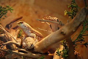 Welt der Reptilien in der Wiedingsburghalle
