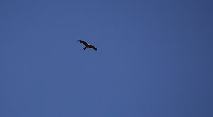 18. Flugtage in Hain