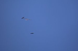 18. Flugtage in Hain