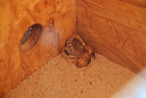 Welt der Reptilien in der Wiedingsburghalle