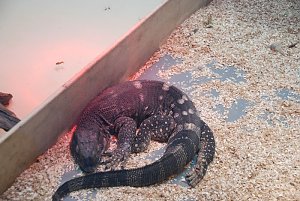 Welt der Reptilien in der Wiedingsburghalle