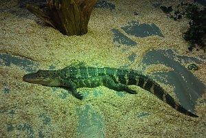 Welt der Reptilien in der Wiedingsburghalle