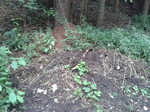 Ameisenhaufen zugesch&uuml;tttet