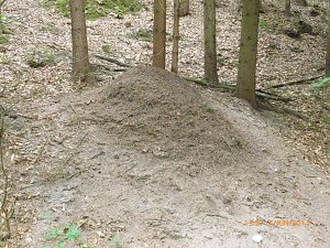 Ameisenhaufen zugesch&uuml;tttet