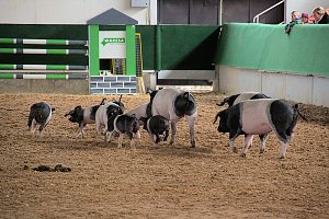 Archeschau auf der Forstfarm