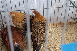 Archeschau auf der Forstfarm