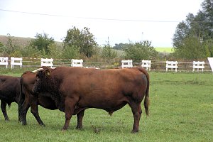 Archeschau auf der Forstfarm