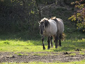 Peter Blei unterwegs in der Heide