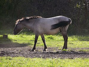Peter Blei unterwegs in der Heide