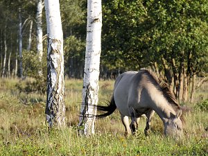 Peter Blei unterwegs in der Heide
