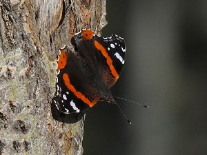 Peter Blei unterwegs in der Heide