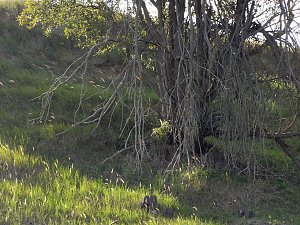 Peter Blei unterwegs in der Heide