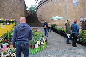 Pflanzenmarkt gestartet