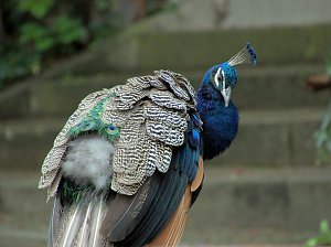 Peter Blei unterwegs: Der Zoo in Aschersleben