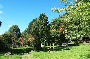 Herbst h&auml;lt Einzug im Ilfelder Ahornpark