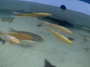 Fischerfest in Auleben