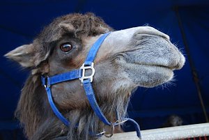Circus Rolina gastiert in Nordhausen 