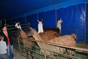 Circus Rolina gastiert in Nordhausen 