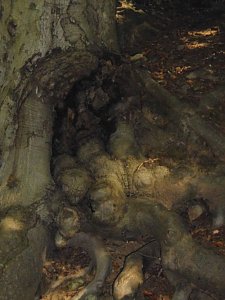 Wanderung durch den Harz