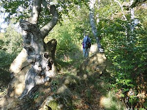 Wanderung durch den Harz
