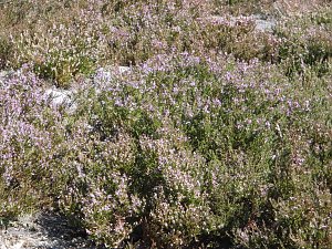 Wanderung durch den Harz