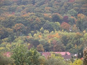 Bunt sind schon die Wälder,