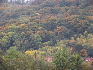 Bunt sind schon die Wälder,