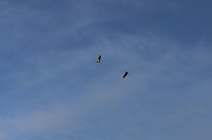 Auleben am Morgen