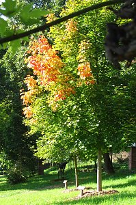 Ilfelder Ahornpark im Herbstlicht