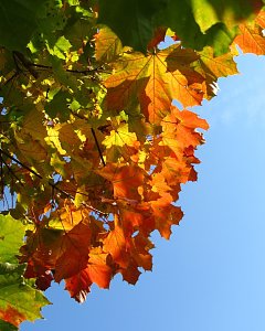 Ilfelder Ahornpark im Herbstlicht
