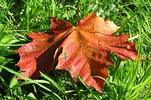 Ilfelder Ahornpark im Herbstlicht