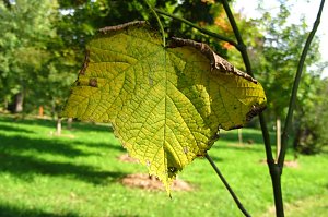 Ilfelder Ahornpark im Herbstlicht