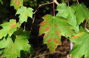 Ilfelder Ahornpark im Herbstlicht