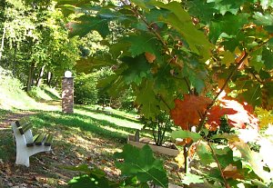 Ilfelder Ahornpark im Herbstlicht