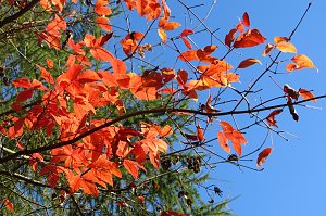 Ilfelder Ahornpark im Herbstlicht