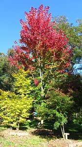 Ilfelder Ahornpark im Herbstlicht