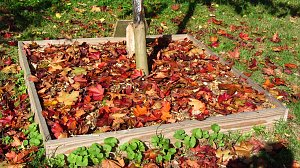Ilfelder Ahornpark im Herbstlicht