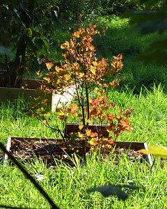 Ilfelder Ahornpark im Herbstlicht