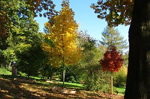 Ilfelder Ahornpark im Herbstlicht