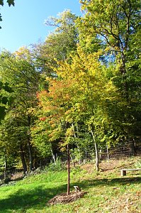 Ilfelder Ahornpark im Herbstlicht