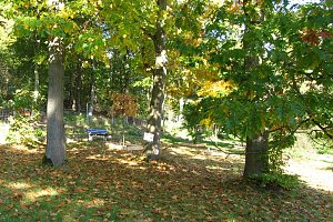 Ilfelder Ahornpark im Herbstlicht