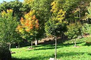 Ilfelder Ahornpark im Herbstlicht