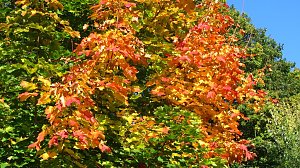 Ilfelder Ahornpark im Herbstlicht