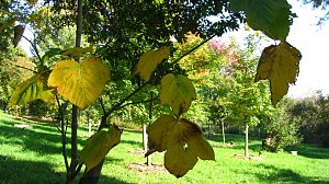 Ilfelder Ahornpark im Herbstlicht