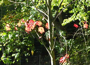 Ilfelder Ahornpark im Herbstlicht