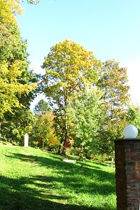 Ilfelder Ahornpark im Herbstlicht
