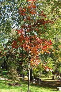 Ilfelder Ahornpark im Herbstlicht
