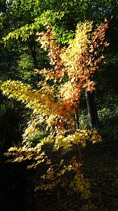 Ilfelder Ahornpark im Herbstlicht