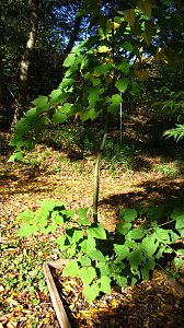 Ilfelder Ahornpark im Herbstlicht