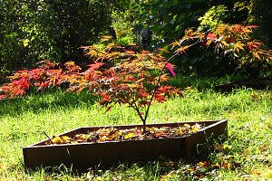 Ilfelder Ahornpark im Herbstlicht